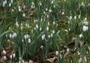 National Trust has revealed the best places to see snowdrops this winter
