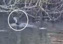 An otter was spotted swimming in the River Lark