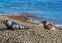Pluto leads another seal up the beach at Orfordness.