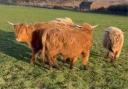 Five Highland Cattle calves are missing from a field in Walberswick