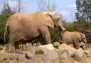 Tembo the African elephant has been taken off-show at Colchester Zoo