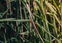 The Norfolk Hawker dragonfly has been spotted in South Devon