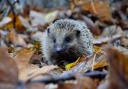 Suffolk's rural hedgehogs are struggling to maintain numbers