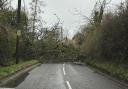 A tree is blocking a road through Withersfield