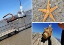 Various sea creatures and other items have washed up on the Suffolk coast over the years