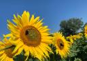 UK growers are becoming more interested in sunflower crops