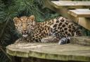 A court heard how a 74-year-old man finally achieved his dream of seeing a leopard in the days before he died. Pictured: An Amur leopard cub which took its first steps at the Yorkshire Wildlife Park in Doncaster, September 2023. Image: PA