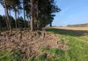 New hedging is being created across the Suffolk peninsulas