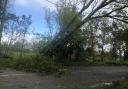 A fallen tree is blocking a road in east Suffolk
