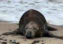 A seal was snapped on a Suffolk beach this week