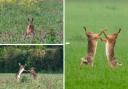 Take a look at these stunning pictures of Suffolk hares fighting in May
