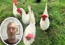 Allotment owners have requested a meeting with Sproughton Parish Council following a ban being imposed to prevent chickens