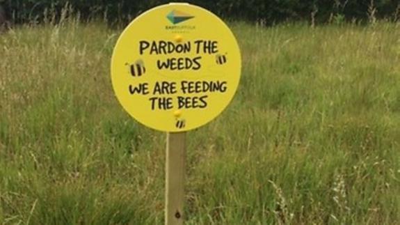 East Anglian Daily Times: East Suffolk Council's Pardon the Weeds campaign aims to encourage pollinators to thrive in areas left to re-wild East Anglian Daily Times: East Suffolk Council's Pardon the Weeds campaign aims to encourage pollinators to thrive in areas left to re-wild
