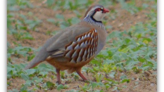 East Anglian Daily Times: Red-legged partridge East Anglian Daily Times: Red-legged partridge