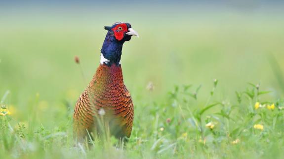 East Anglian Daily Times: Wild male pheasant standing in a grass Picture: GettyImages East Anglian Daily Times: Wild male pheasant standing in a grass Picture: GettyImages