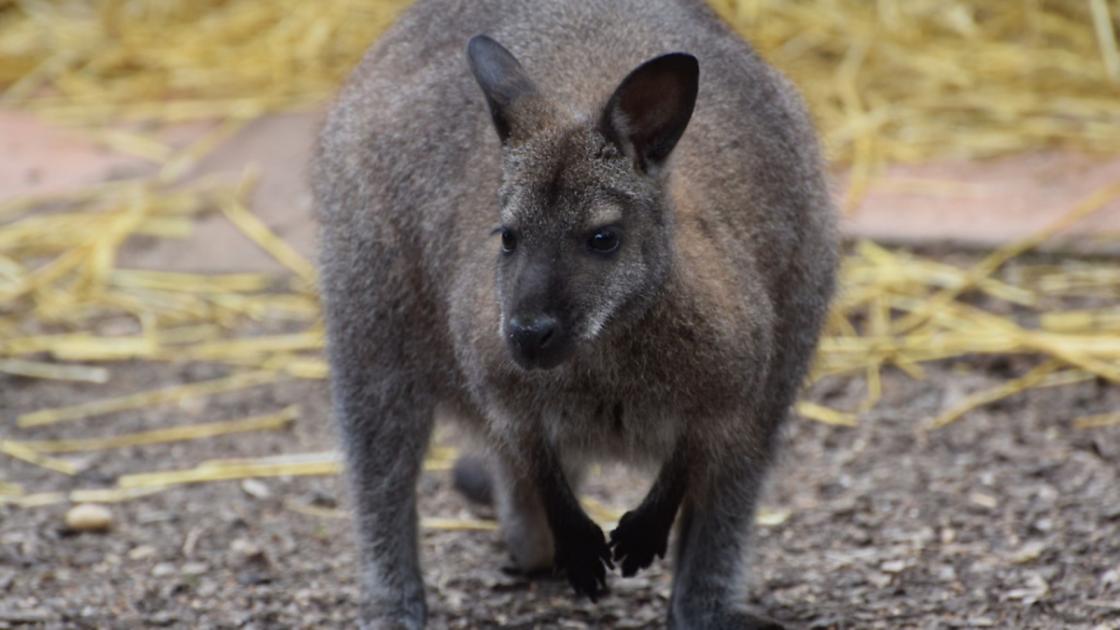 Could wallabies be about to colonise north Essex? 
