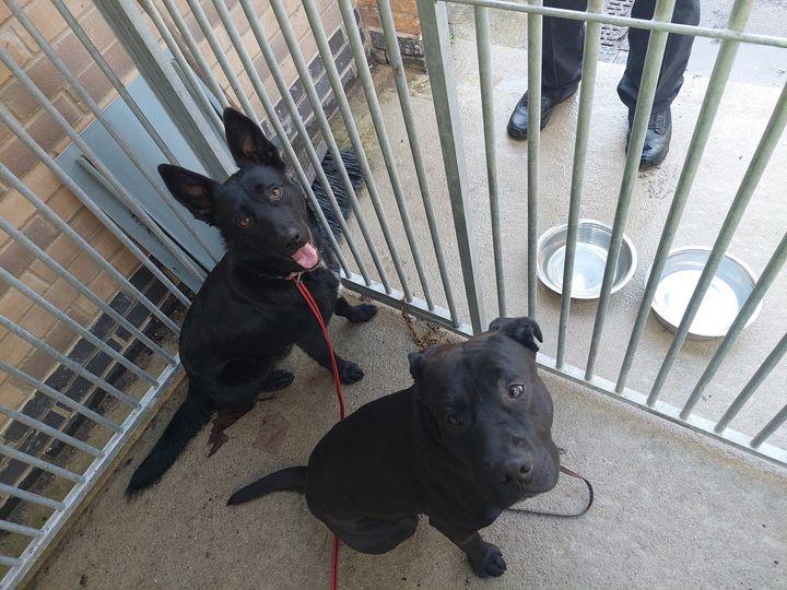 Appeal after two dogs found on A14 near Bury St Edmunds