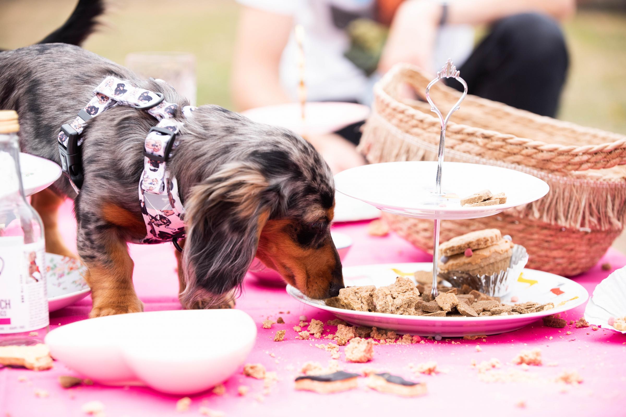 Sausage dog party coming to Revolution in Ipswich, Suffolk | East Anglian Daily Times - Vimarsana News