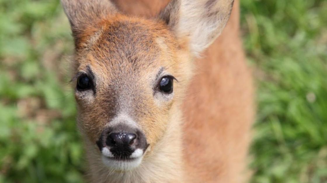 RSPCA issues warning after deer taken to Suffolk home