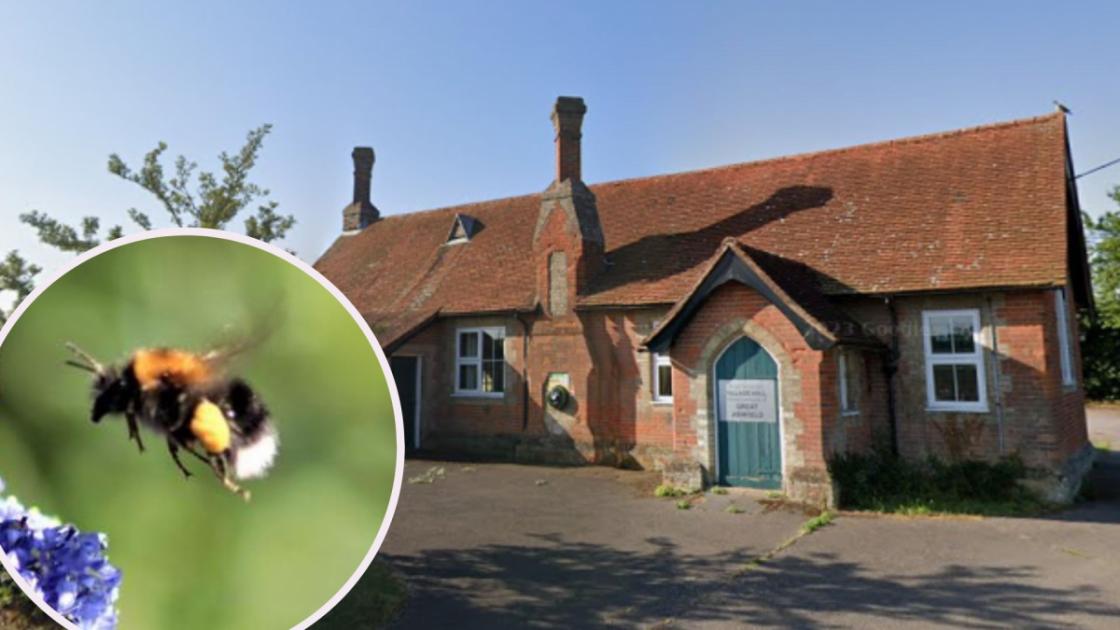 Great Ashfield honey bee colony in Suffolk to be rehomed 