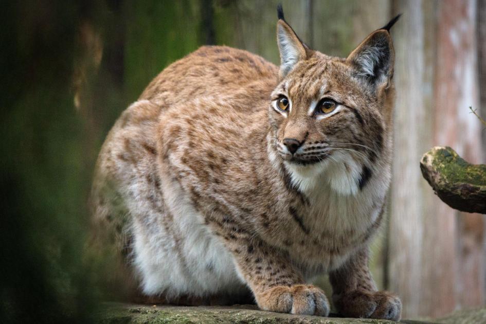 House hunting teacher says he saw a lynx in Kirton 