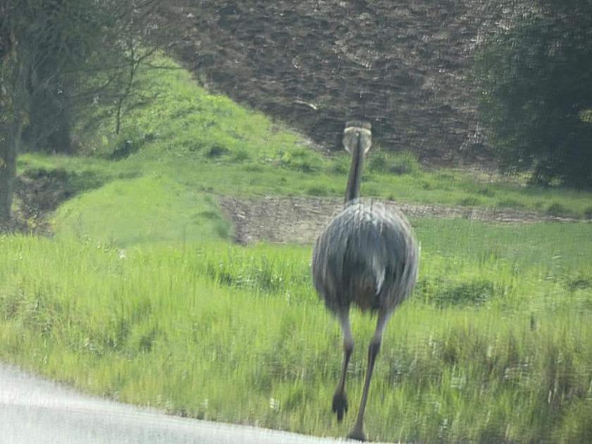 Hunt for Chris the missing rhea continues across Suffolk 