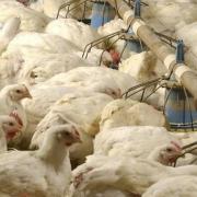 Butchers across Suffolk are concerned about a shortage of poultry for Christmas as the third case of bird flu in a week was identified in the county