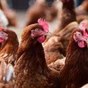 Suffolk and Essex poultry owners will need to keep birds inside from Monday (file photo)