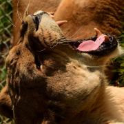 Africa Alive's pride of lions will return this weekend following storm damage that temporarily closed their enclosure