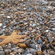 Walkers have discovered that hundreds of starfish have washed up on Kessingland beach in Suffolk
