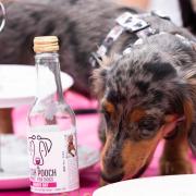 Sausage dogs enjoyed a fun packed picnic in Christchurch Park with their owners