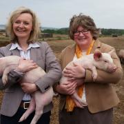 Liz Truss visited a Suffolk Coastal pig farm with local MP Dr Therese Coffey in 2013.