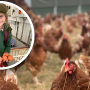 A family farm has welcomed 2,500 chickens back to its premises after it was closed for six months due to a bird flu outbreak.