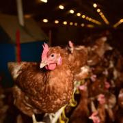 A new bird flu research project will study UK outbreaks, including the nine which affected Suffolk earlier this year.