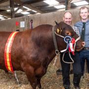 Red Poll Breed Champion : Hopeham Iron-Ore pictured with Rolf and James Marschalek of Stowmarket