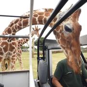 Feeding time for the giraffes at Africa Alive on the Suffolk coast