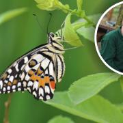 Butterflies are returning to Jimmy's Farm at Wherstead, near Ipswich. General manager Stevie Sheppard (inset)