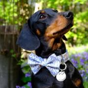 Cooper can often be seen wearing a bowtie collar when out and about with owner Danielle