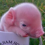 One of the piglets born at Baylham House Rare Breeds Farm, near Needham Market