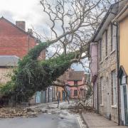 Gainsborough Road in Sudbury has been closed after a large tree fell on houses and live electricity cables. Picture: Sarah Lucy Brown