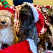 Jack, Buddy and Jemima are at the top of Santa's 'Nice' list this year