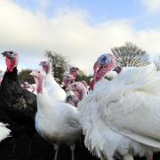 A 3km Avian Influenza Protection zone was set up around Great Cornard on December 9