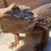 This bearded dragon was found in the wilds of Bradfield, in Essex, over 9000 miles away from its natural habitat