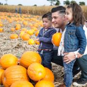 Undley Farm's pumpkin patch, near Mildenhall, was ranked fifth best in the country and best in Suffolk