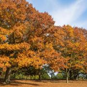Autumn Colours in Christchurch Park