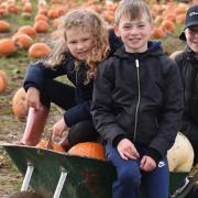 Undley Pumpkin Patch has been named the most Instagrammable pumpkin patch in East Anglia