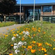 Borders at East Suffolk Council's Melton offices have been allowed to re-wild and boost pollinator communities