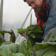 Together We Grow CIC is a not-for-profit social enterprise based in Colchester tackling isolation through the educational, social and therapeutic benefits of organic horticulture