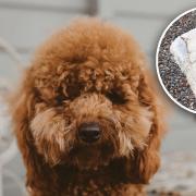 Cookie, a nine-month-old cockapoo, was rushed to the vets in Aldeburgh after she ate some palm oil at the beach near Thorpeness.
