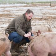 Suffolk pig farmer Alastair Butler says the build-up of problems faced by the industry will be too much for some